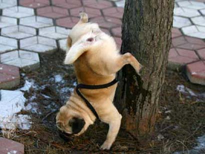 dog-pee-upside-down.jpg